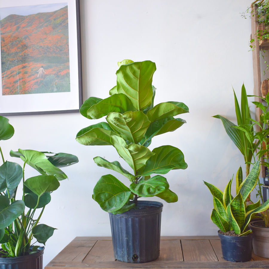 Fiddle Leaf Fig Bush