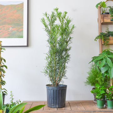 Buddhist Pine