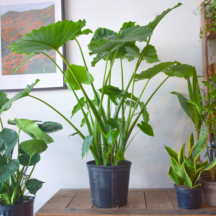 Alocasia Odora