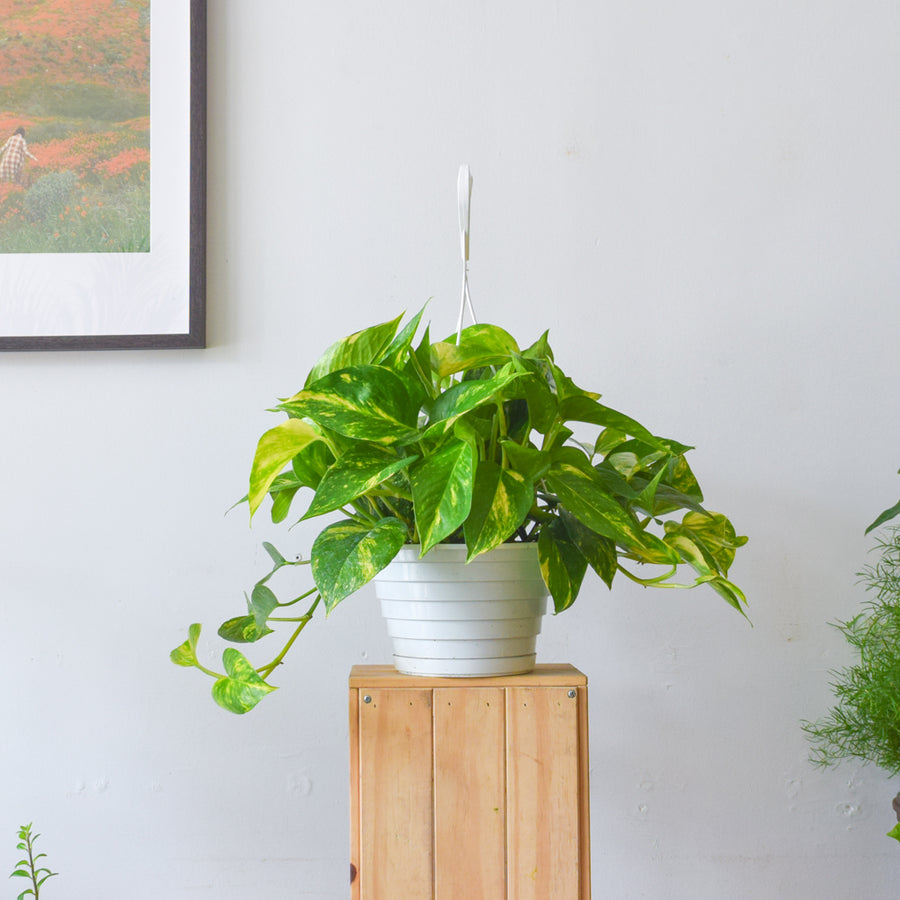 Pothos Golden
