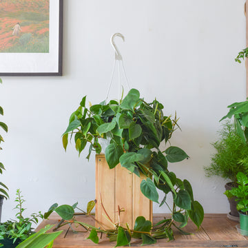 Heartleaf Philodendron