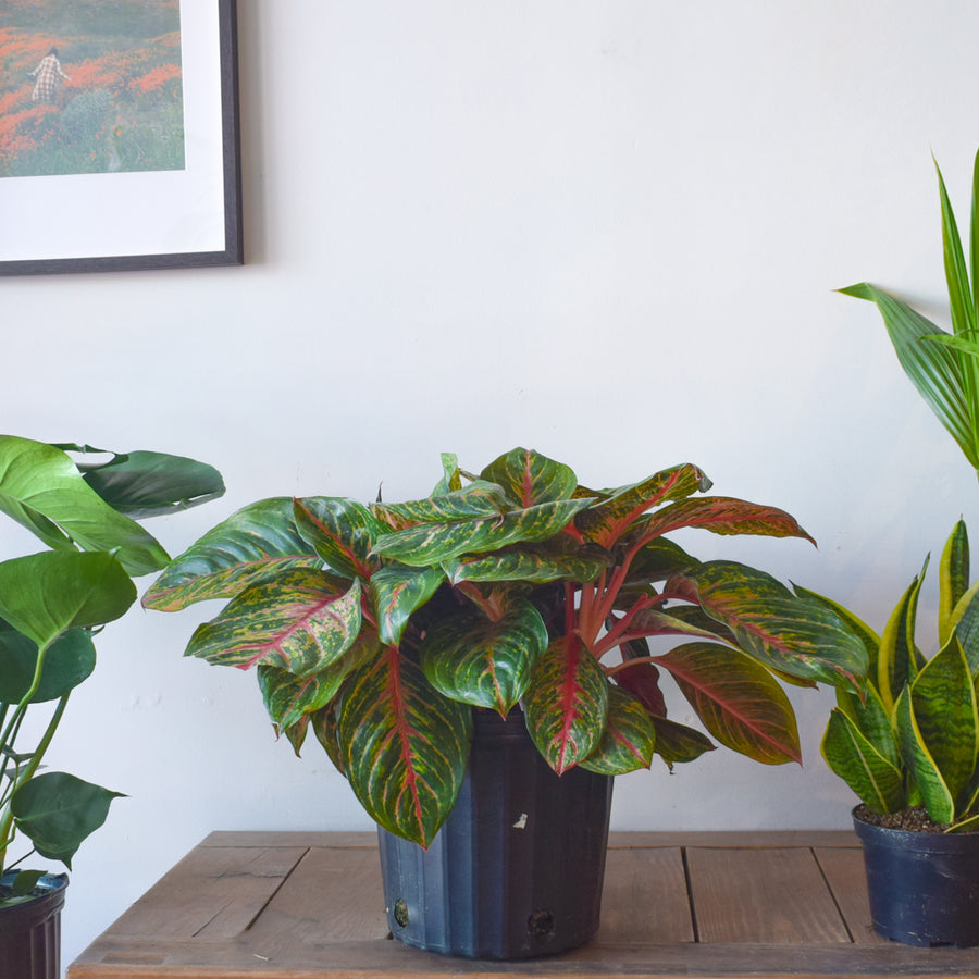 Aglaonema Red Emerald