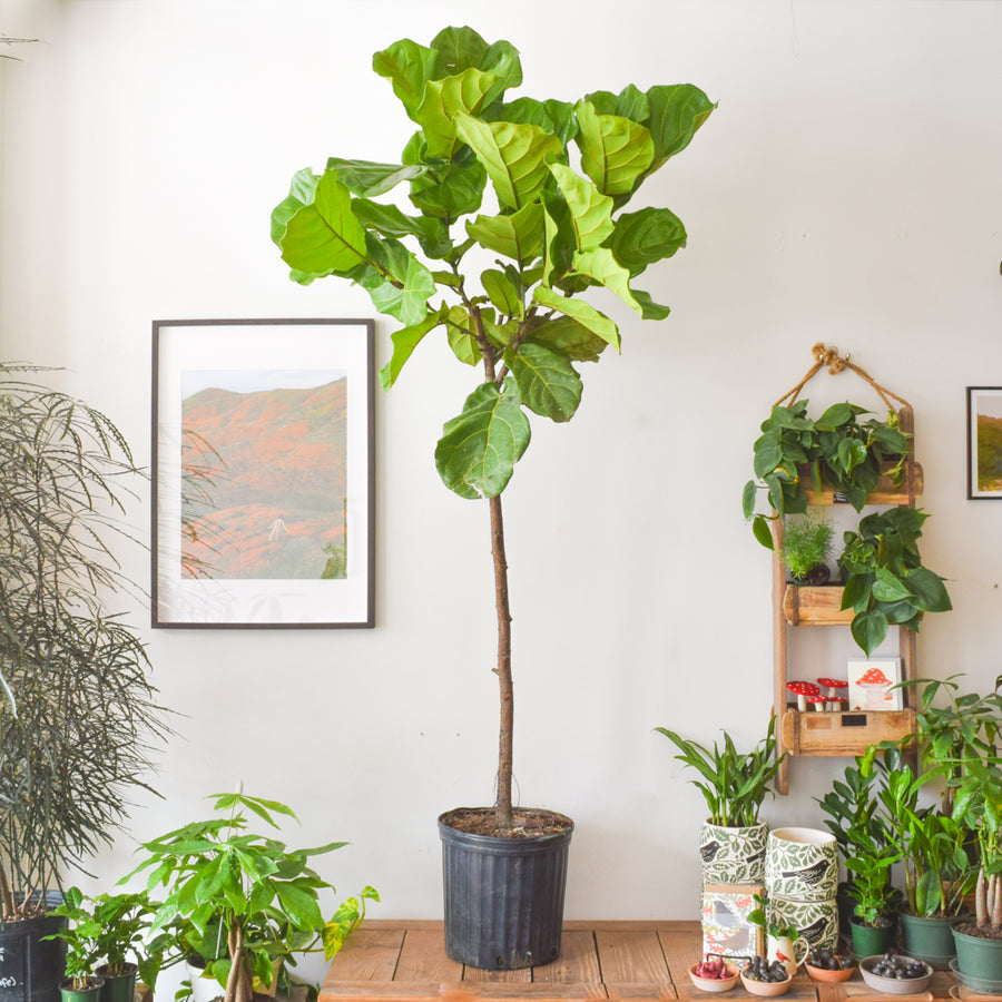fiddle leaf fig tree toronto Fiddle Leaf Fig Tree