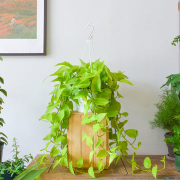 Pothos Neon