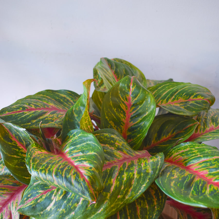 Aglaonema Red Emerald