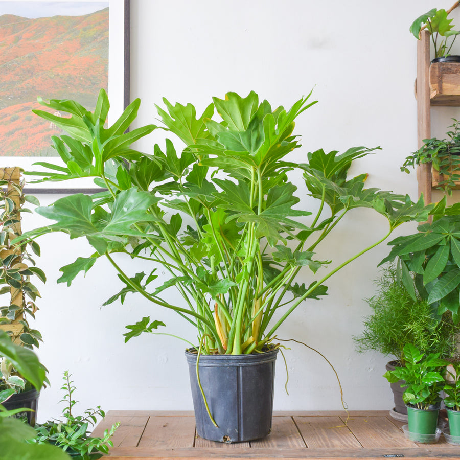 Philodendron Hope Selloum