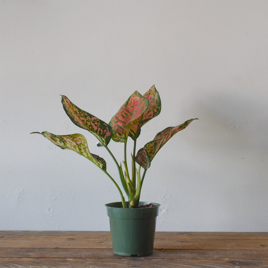Aglaonema Pink Valentine