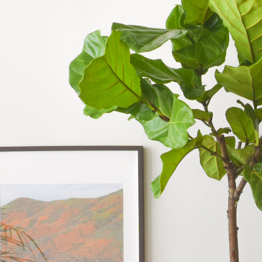 fiddle leaf fig vancouver Fiddle Leaf Fig Tree