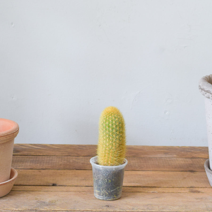 Cactus, Assorted