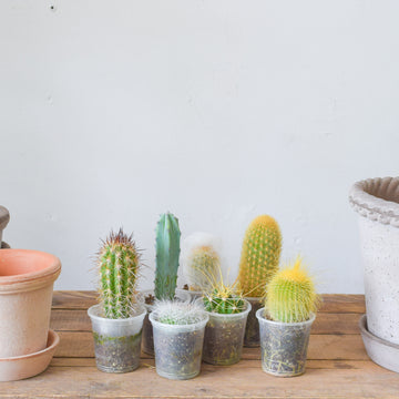 Cactus, Assorted