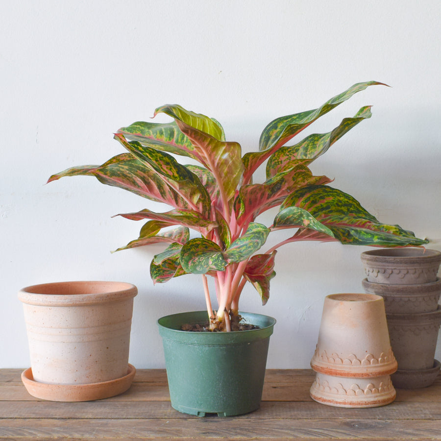 Aglaonema Red Emerald