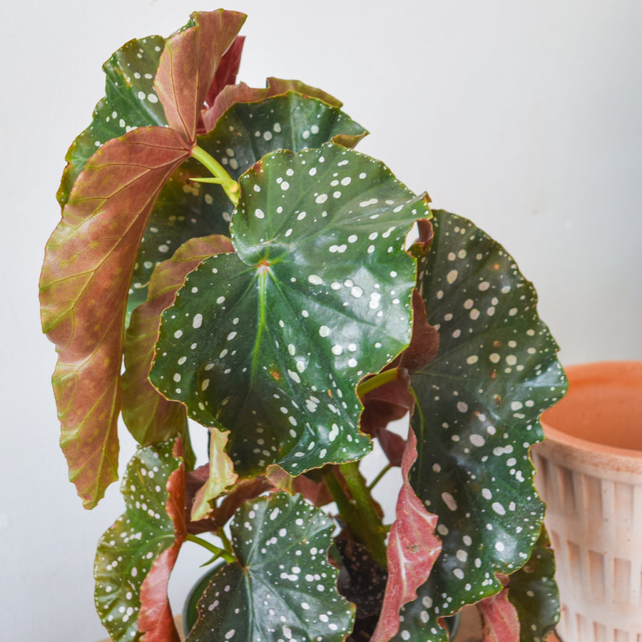 Begonia Crackling Rosie