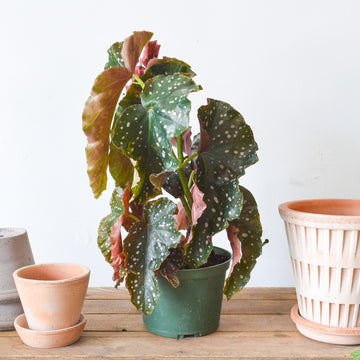 Begonia Crackling Rosie