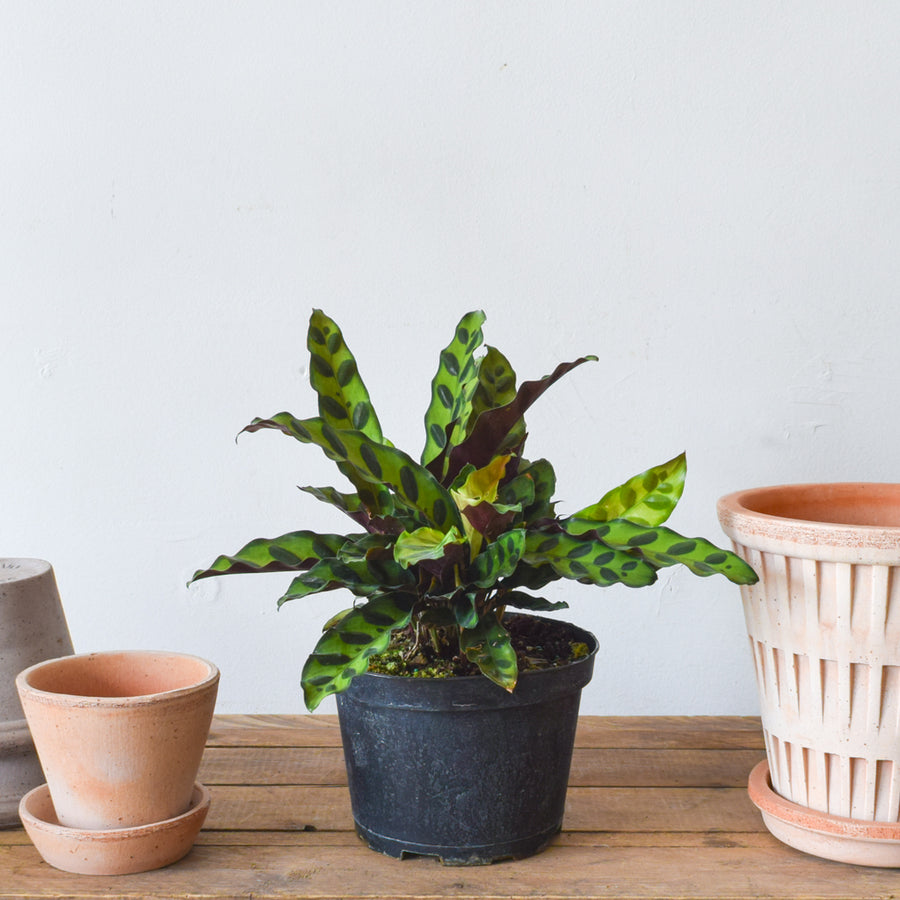 Calathea Lancifolia