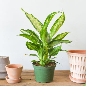 Dieffenbachia Panther