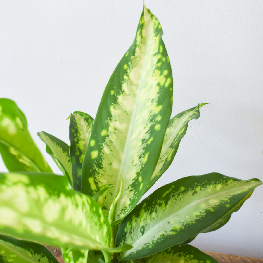 Dieffenbachia Panther