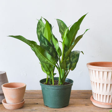 Aglaonema Maria Emerald Beauty