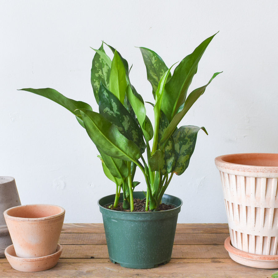 Aglaonema Maria Emerald Beauty