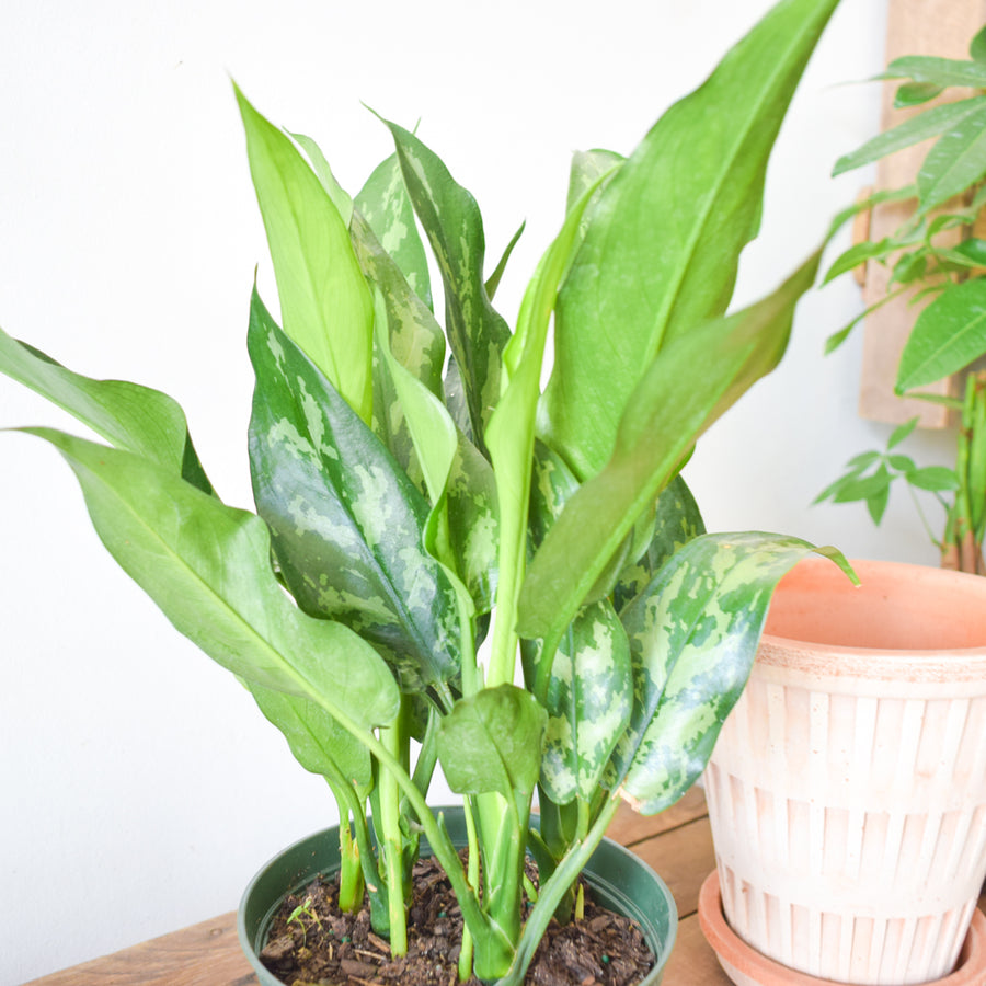 Aglaonema Maria Emerald Beauty