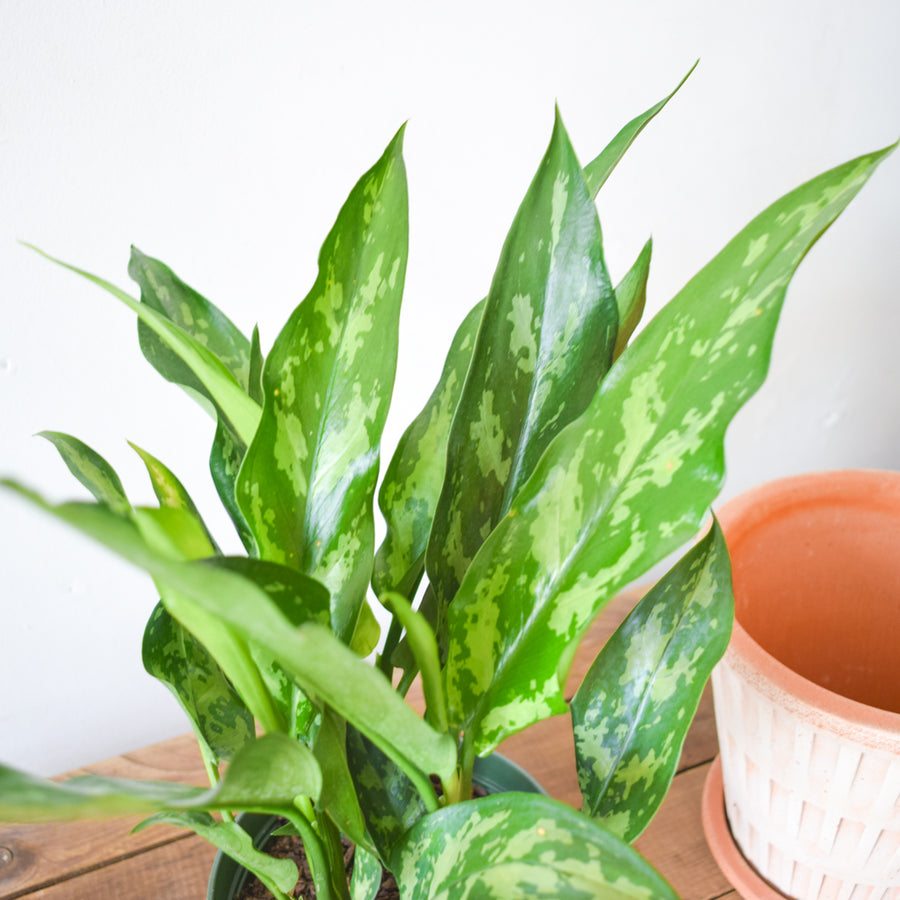 Aglaonema Maria Emerald Beauty