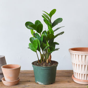 Lucky ZZ Plant (Wide Leaf)