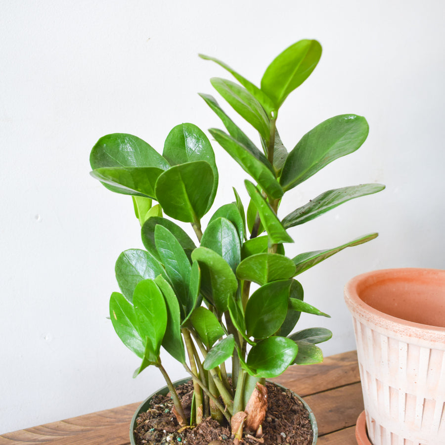 Lucky ZZ Plant (Wide Leaf)