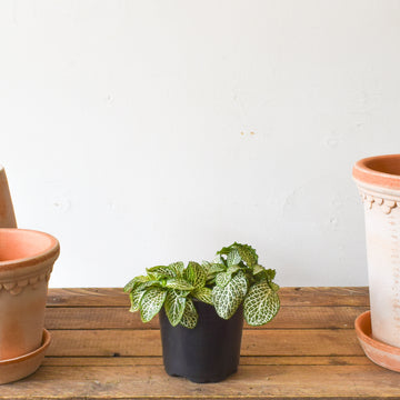 Plants – Page 2 – Plant Society Toronto
