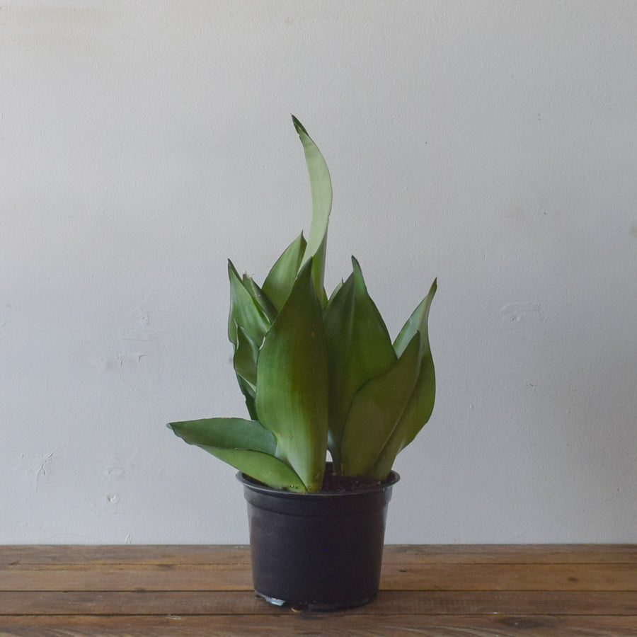 Sansevieria Moonshine