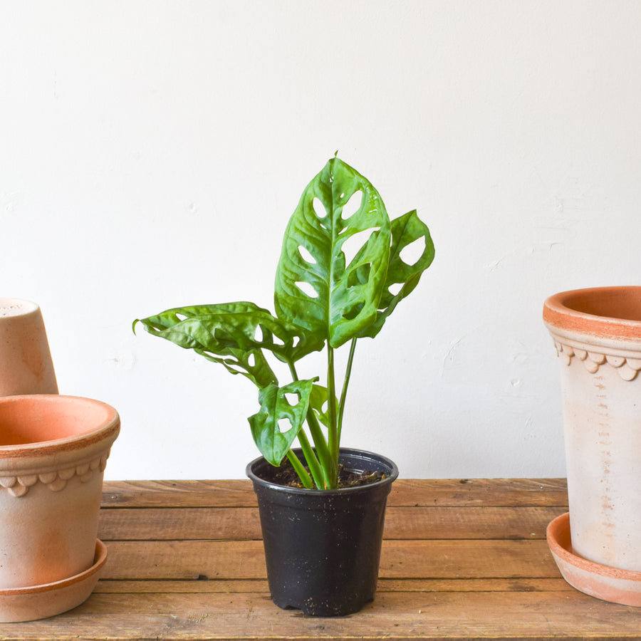 monstera plant toronto Monstera Adansonii – Plant Society Toronto