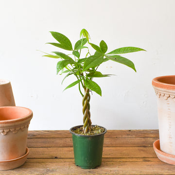 Plants – Page 2 – Plant Society Toronto