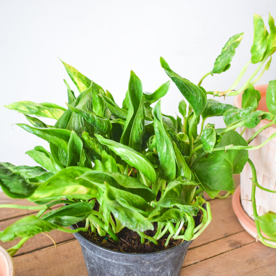 Epipremnum Aureum Shangri La