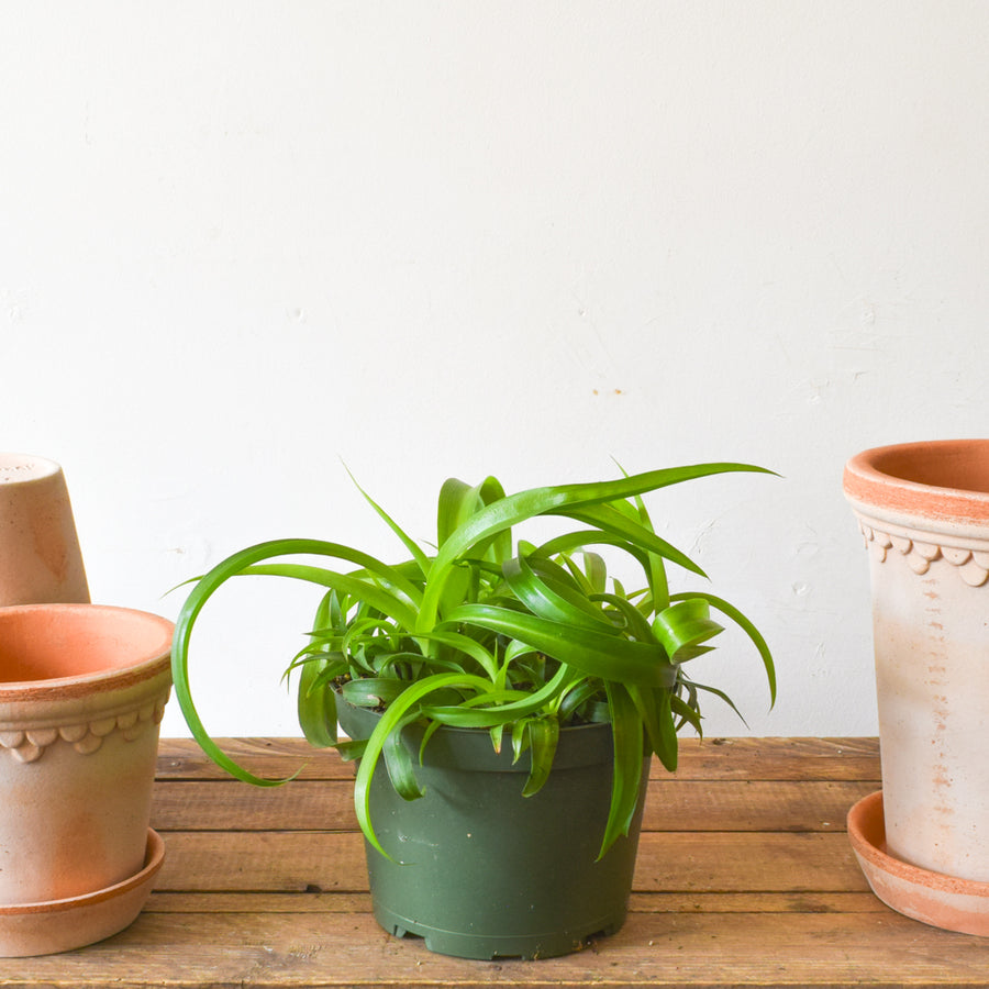 curly sue spider plant Spider Plant – Plant Society Toronto