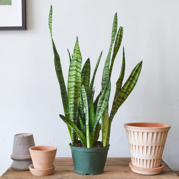 Sansevieria Zeylanica