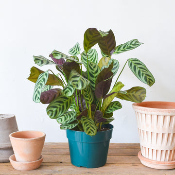 Calathea Burle Marx