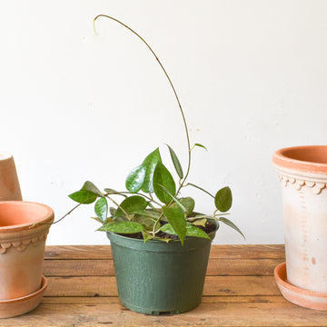 Plants – Page 2 – Plant Society Toronto