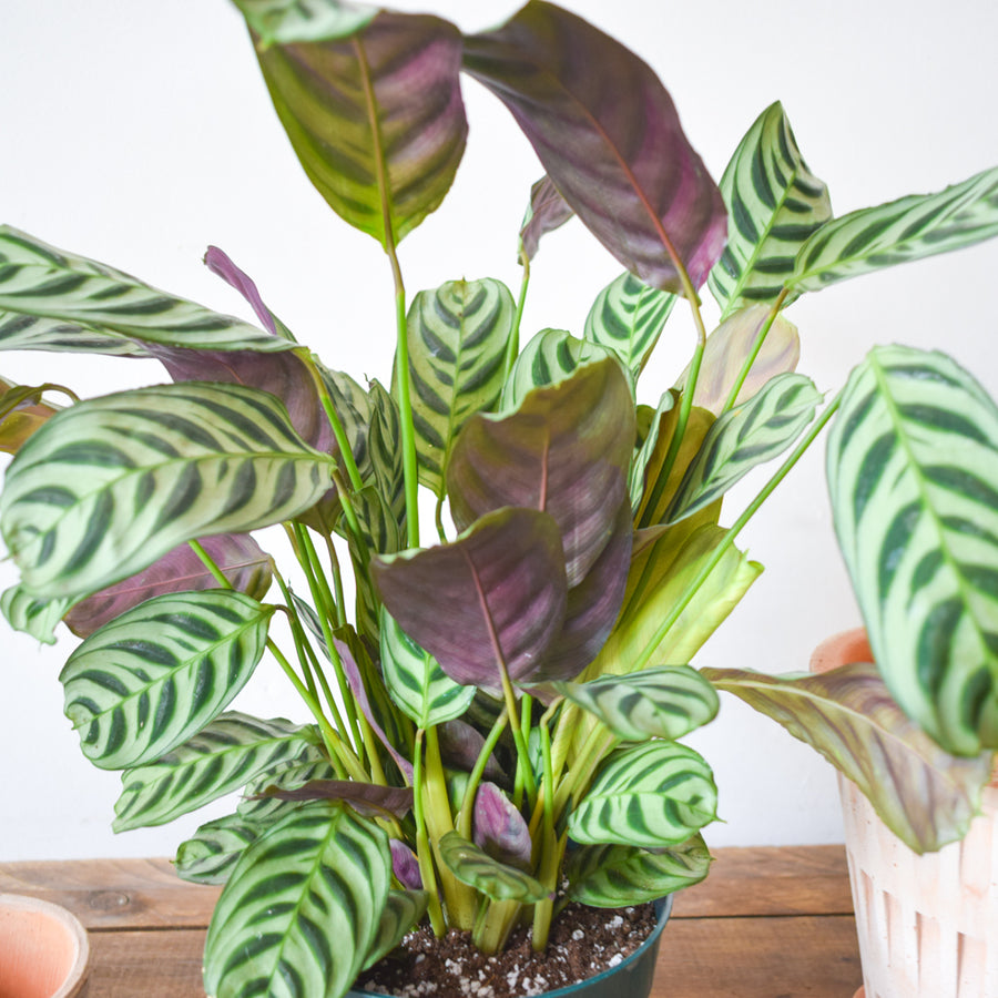 Calathea Burle Marx