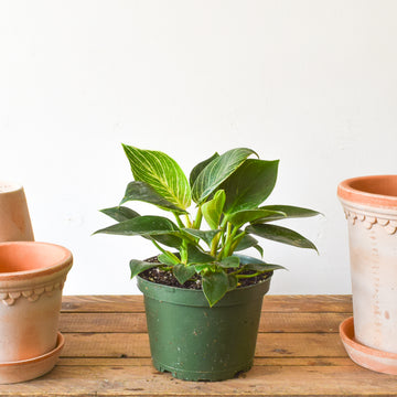 Plants – Page 2 – Plant Society Toronto