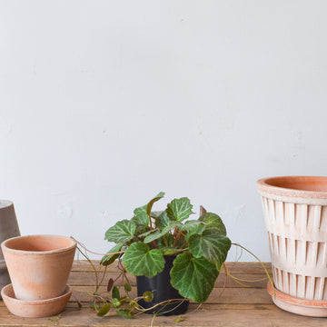 Strawberry Begonia