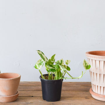 Pothos N'Joy