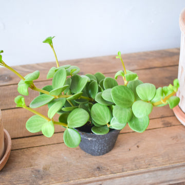 Peperomia Hope