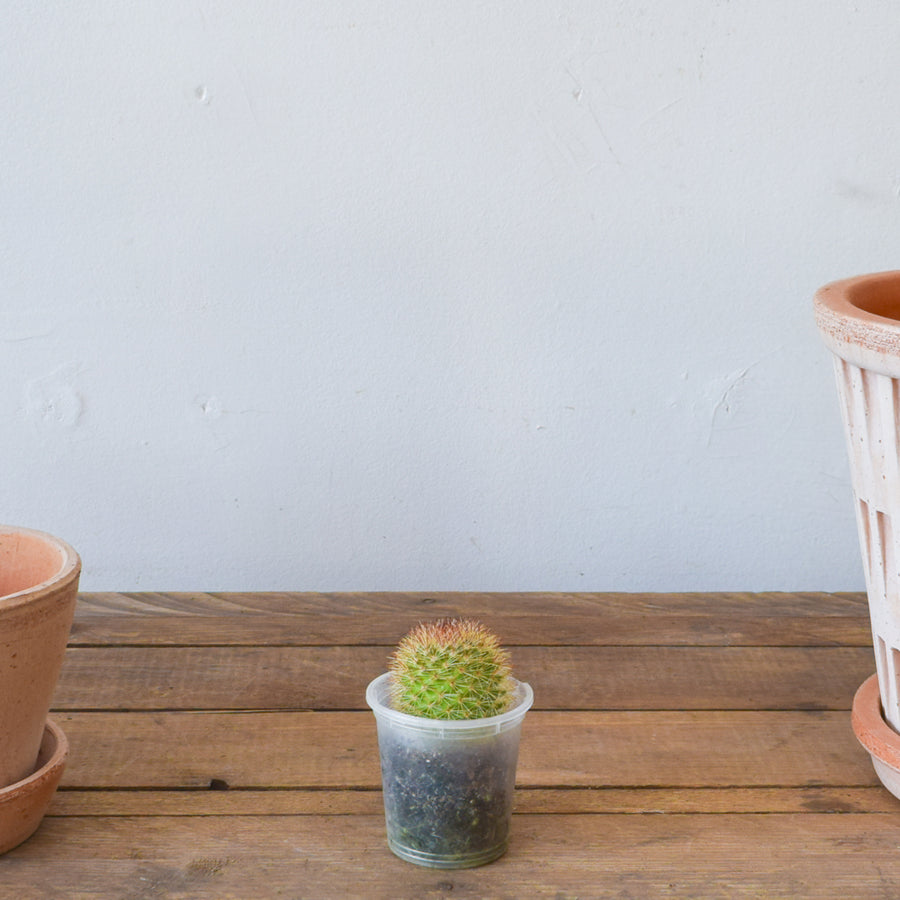 Cactus, Assorted
