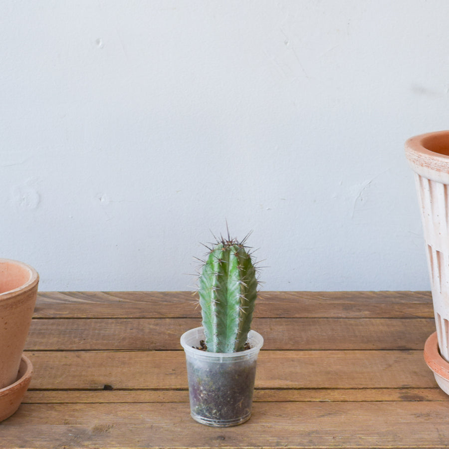 Cactus, Assorted