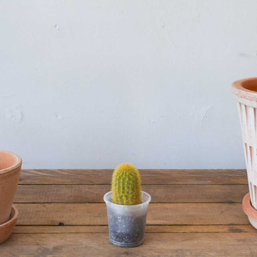 Cactus, Assorted