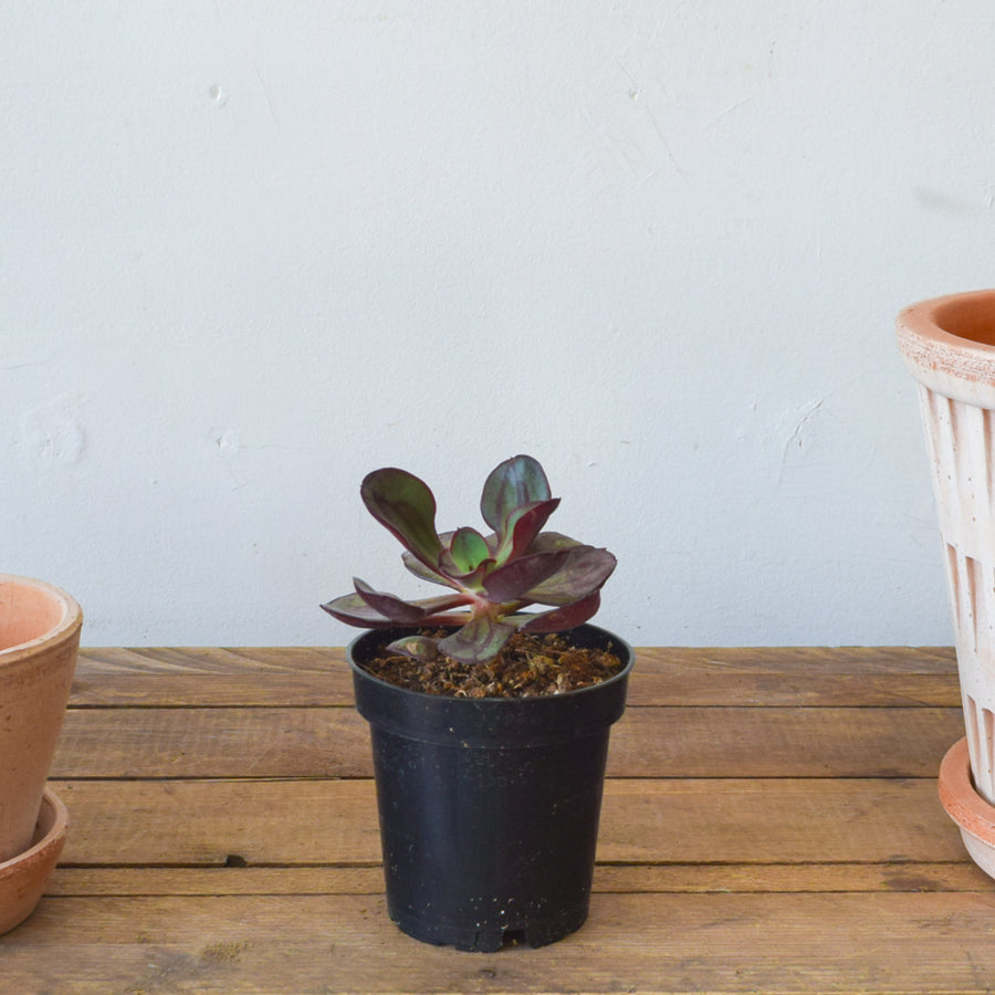 Succulent, Assorted 3.5