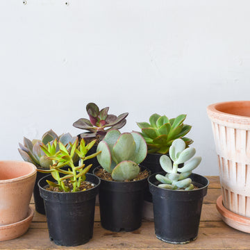 Succulent, Assorted 3.5