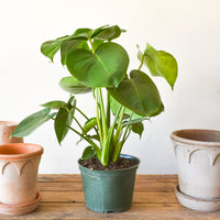 monstera plant toronto Monstera Deliciosa – Plant Society Toronto