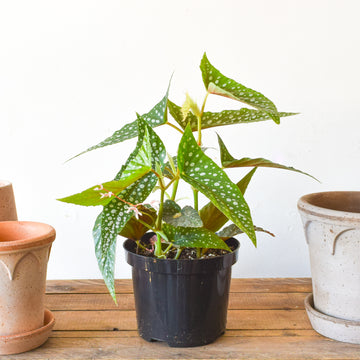 Plants – Page 2 – Plant Society Toronto