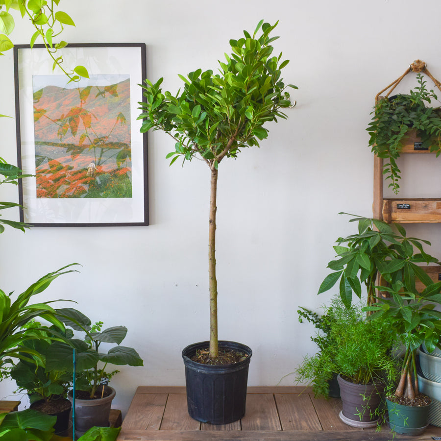 Ficus Moclame Tree