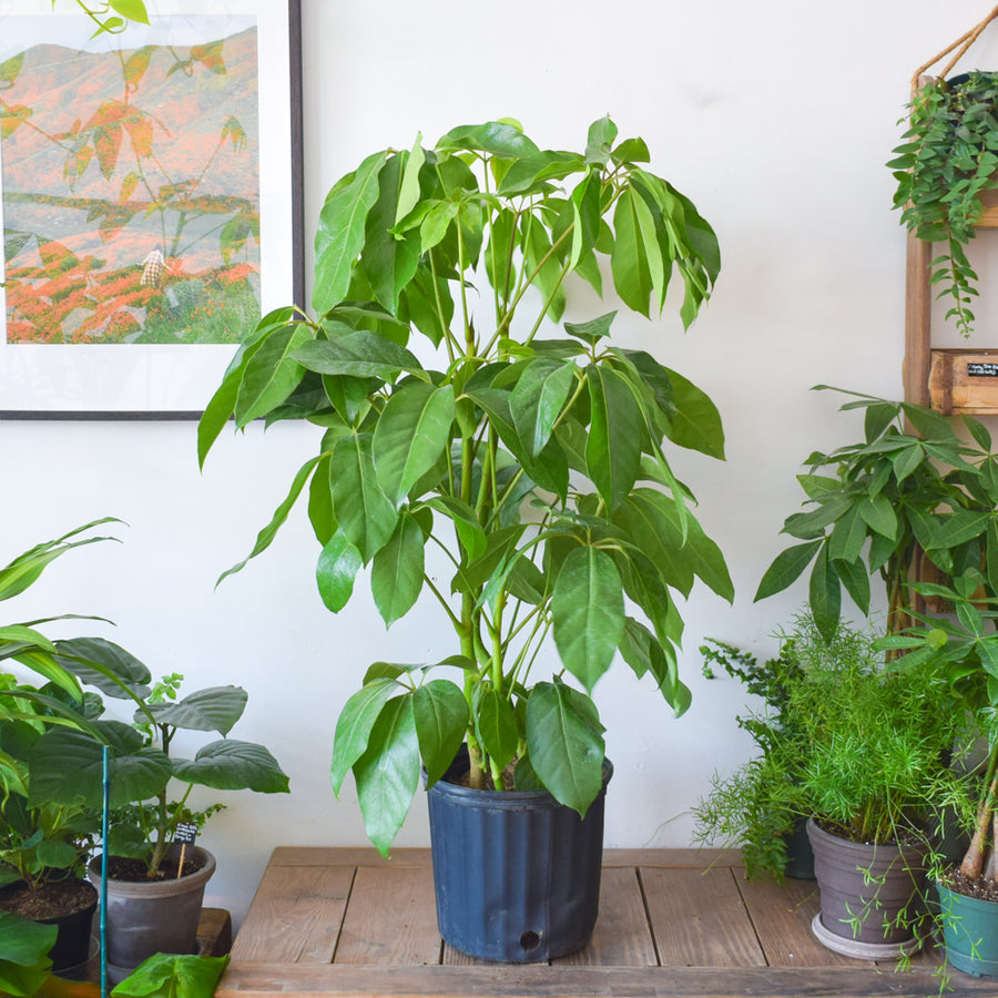 Schefflera Amate