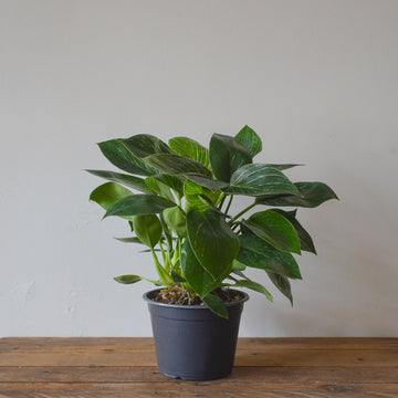 Philodendron Birkin